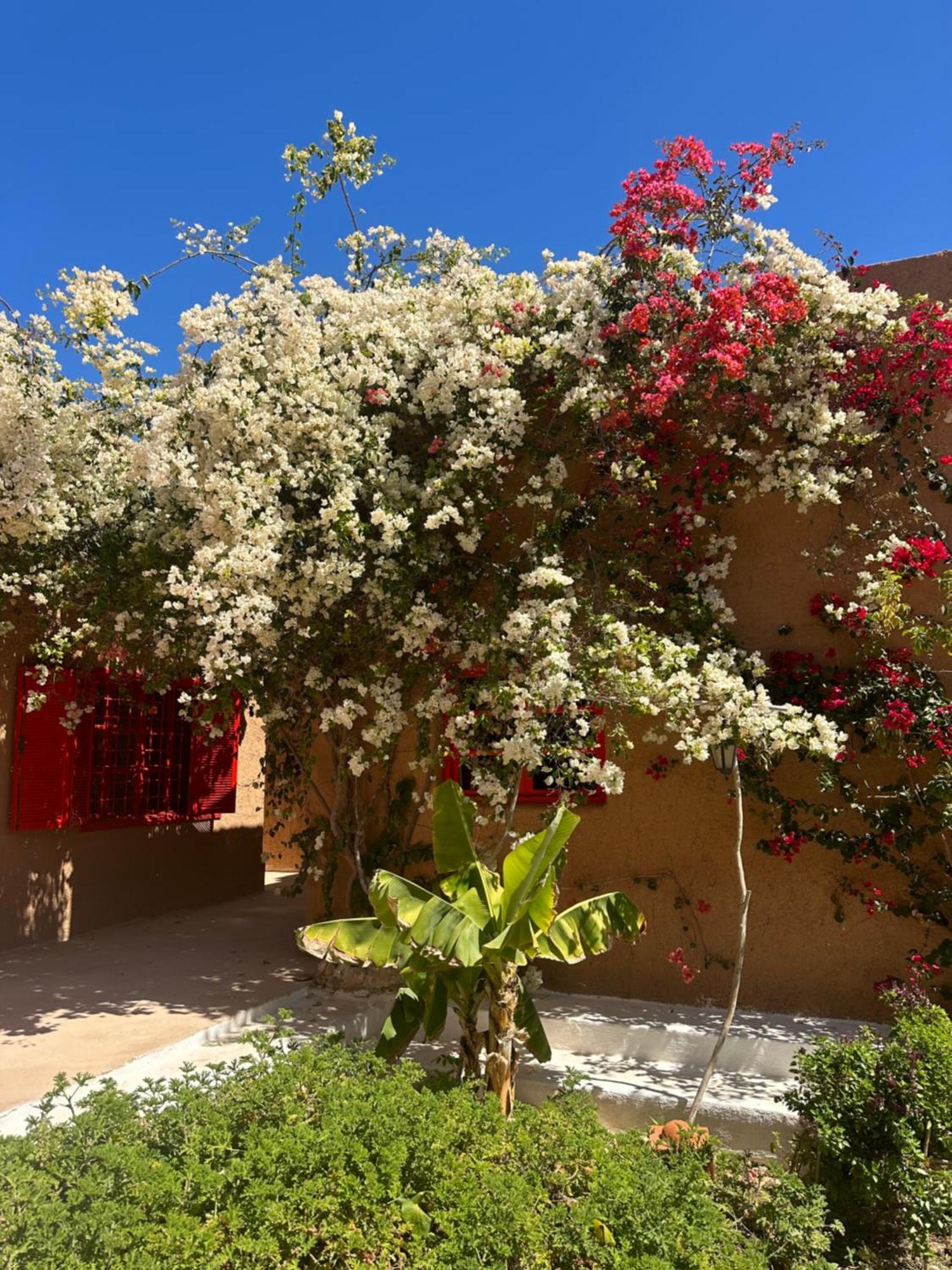 Dar Tawarta Guest House 다클라 외부 사진